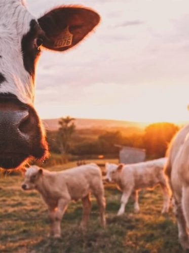 cows in a field
