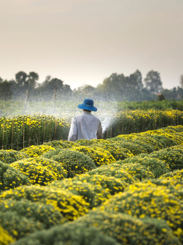 a person working in a field